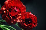 Zinnia party